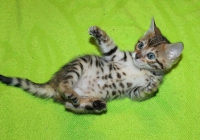 котенок бенгальский 1,5 месяца