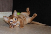 абиссинский котенок 2 месяца