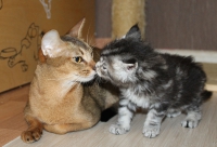 котенок мейн кун 1 месяц и абиссинская кошечка 2 года
