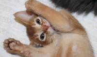 абиссинский котенок окрас сорель