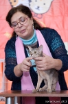 абиссинский котенок 5 месяцев