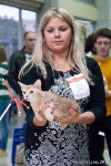 абиссинский котенок окрас фавн