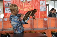 бенгальский котенок победитель ринга бенгалов