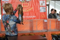 ринг бенгальских кошек на выставке