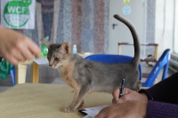 котенок на выставке кошек Новороссийск