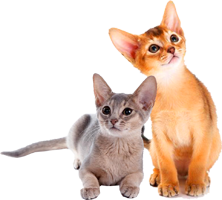 два абиссинских котенка голубой и дикий