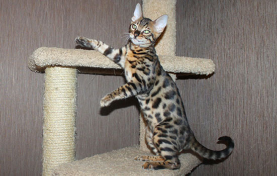 woddy 3.5 m