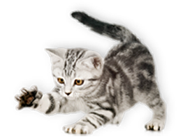 imay cat4