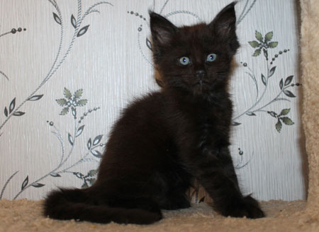 pele 1m
