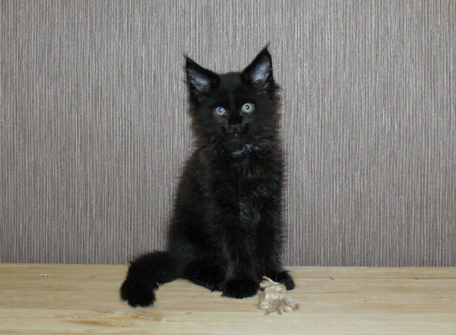 gladicat