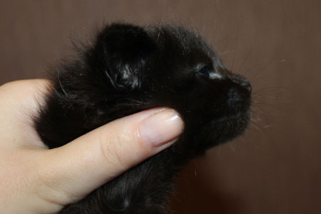 GRANDMUR EBLACK PANTER1