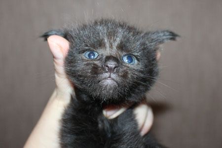 GRANDMUR EMBER EYES