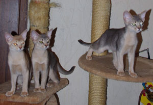 три абиссинских котенка