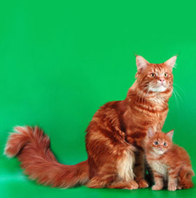 Рыжие кошки – счастье в дом. Фото рыжих кошек