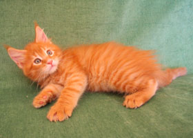 Рыжий шотландский кот (53 фото)