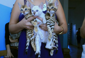 три бенгальских котенка