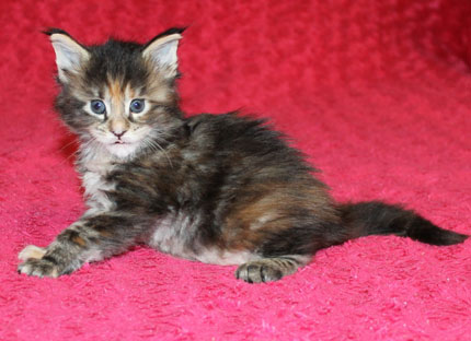 Котенок 1,5 месяца: содержание, уход и фото — Питомник элитных кошек  Grandmur