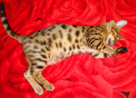 бенгальская четырехмесячная кошка