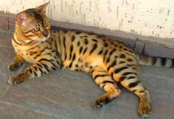 ben 24 окрас бенгальской кошки