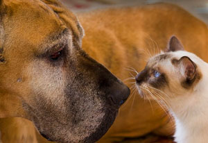 znakomim cat and dog