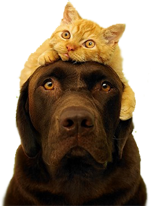 znakomim cat and dog2