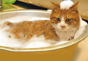 средства для мытья кошки