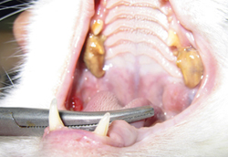 Переломы зубов: лечить или нет?