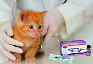 прививка котенку