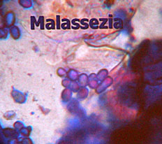 Malassezia cat1
