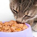 Большой выбор качественных кормов для кошек